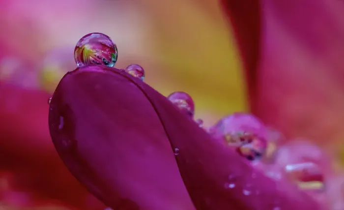 Framed Print : USA, Washington State, Sammamish. Dewdrops on dahlia flower and reflections