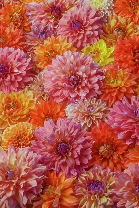 Framed Print : USA, Washington State, Sammamish. Dahlia grouping flower pattern and design Framed Print : USA, Washington State, Sammamish. Dahlia grouping flower pattern and design