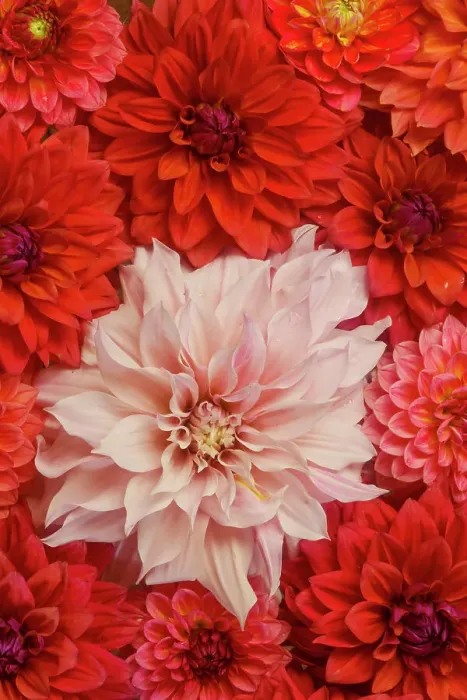 Framed Print : USA, Washington State, Sammamish. Dahlia grouping flower pattern and design Framed Print : USA, Washington State, Sammamish. Dahlia grouping flower pattern and design