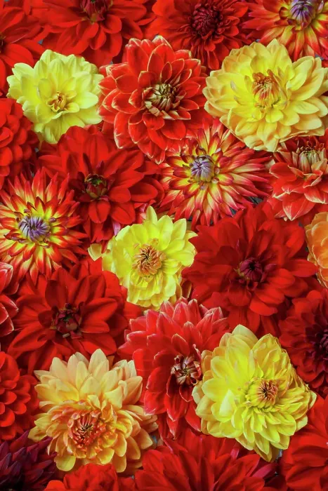Framed Print : USA, Washington State, Sammamish. Dahlia grouping flower pattern and design Framed Print : USA, Washington State, Sammamish. Dahlia grouping flower pattern and design