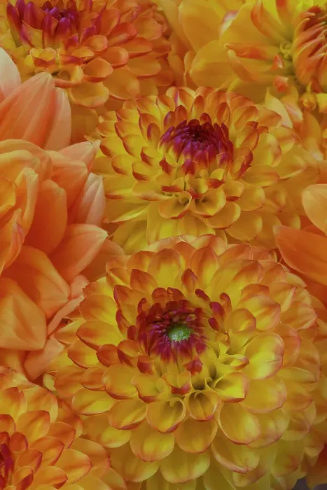 Framed Print : USA, Washington State, Sammamish. Dahlia grouping flower pattern and design Framed Print : USA, Washington State, Sammamish. Dahlia grouping flower pattern and design