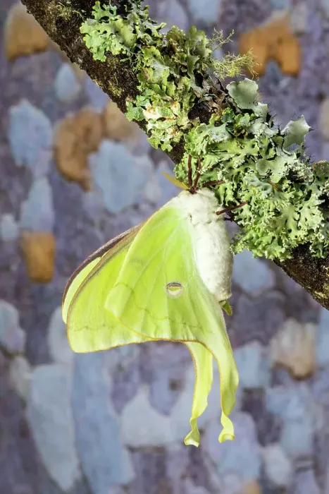 Framed Print : USA, Washington State, Sammamish. Luna silk moth lime green with long tail on hind wings
