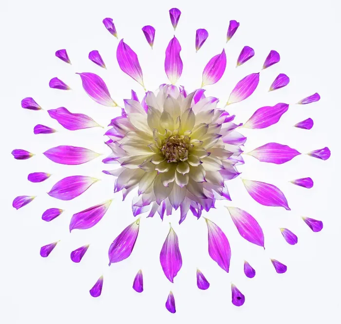 Framed Print : USA, Washington State, Sammamish. Dahlia and petals in circular design on a light table Framed Print : USA, Washington State, Sammamish. Dahlia and petals in circular design on a light table
