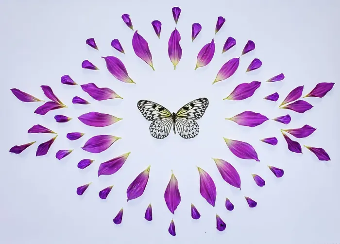 Framed Print : USA, Washington State, Sammamish. Dahlia and petals in circular design on a light table along with paper kite butterfly Framed Print : USA, Washington State, Sammamish. Dahlia and petals in circular design on a light table along with paper kite butterfly