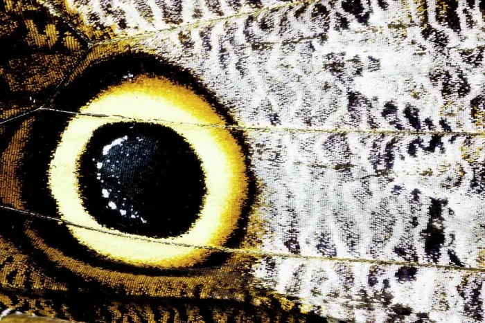 Framed Print : USA, Washington State, Sammamish. Close-up detail of eye-spot of butterfly wing Framed Print : USA, Washington State, Sammamish. Close-up detail of eye-spot of butterfly wing