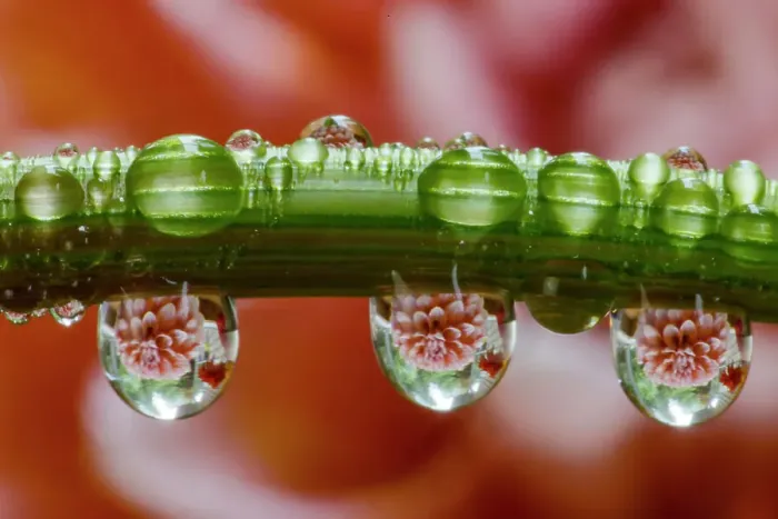 Framed Print : USA, Washington State, Sammamish. Dewdrops on dahlia stem reflecting a dahlia in the background