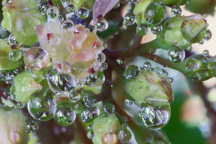 Framed Print : USA, Washington State, Sammamish. Dewdrops on sedum starry flowers