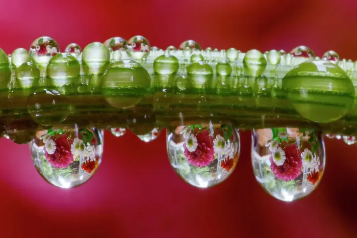 Framed Print : USA, Washington State, Sammamish. Dewdrops on dahlia stem reflecting a dahlia in the background Framed Print : USA, Washington State, Sammamish. Dewdrops on dahlia stem reflecting a dahlia in the background