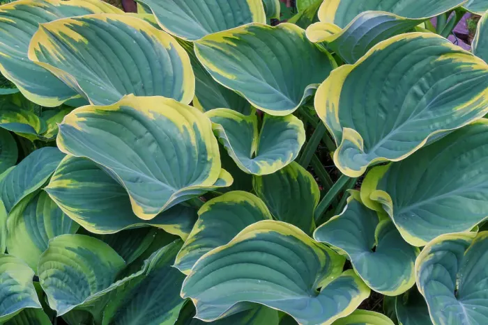 Framed Print : USA, Washington State, Sammamish. Garden in springtime colors with hosta sage growing in large pots