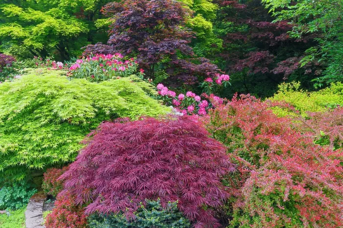 Framed Print : USA, Washington State, Sammamish. Front yard in the springtime with blooming Rhododendrons, Japanese maples. Barberries Framed Print : USA, Washington State, Sammamish. Front yard in the springtime with blooming Rhododendrons, Japanese maples. Barberries