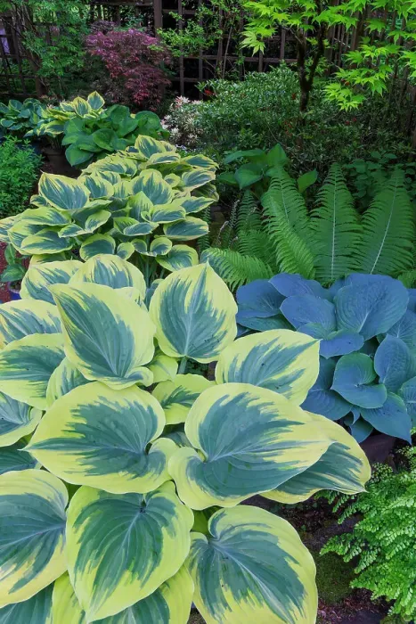 Framed Print : USA, Washington State, Sammamish. Garden in springtime colors with hosta liberty growing in large pots Framed Print : USA, Washington State, Sammamish. Garden in springtime colors with hosta liberty growing in large pots