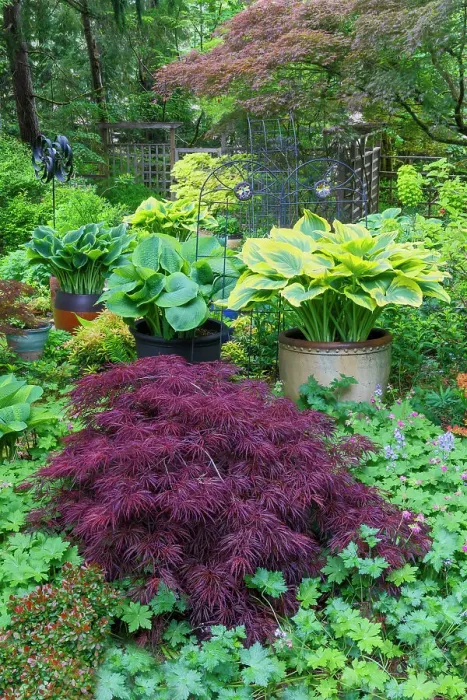 Framed Print : USA, Washington State, Sammamish. Garden in springtime colors with hosta, Japanese maple