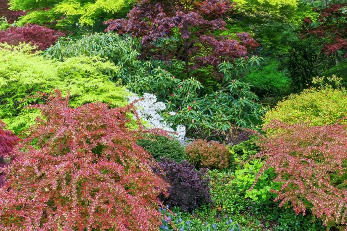 Framed Print : USA, Washington State, Sammamish. Front yard in the springtime with blooming Rhododendrons, Japanese maples. Barberries