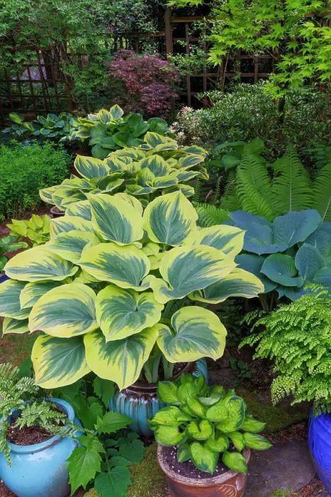 Framed Print : USA, Washington State, Sammamish. Garden in springtime colors with hosta liberty growing in large pots Framed Print : USA, Washington State, Sammamish. Garden in springtime colors with hosta liberty growing in large pots