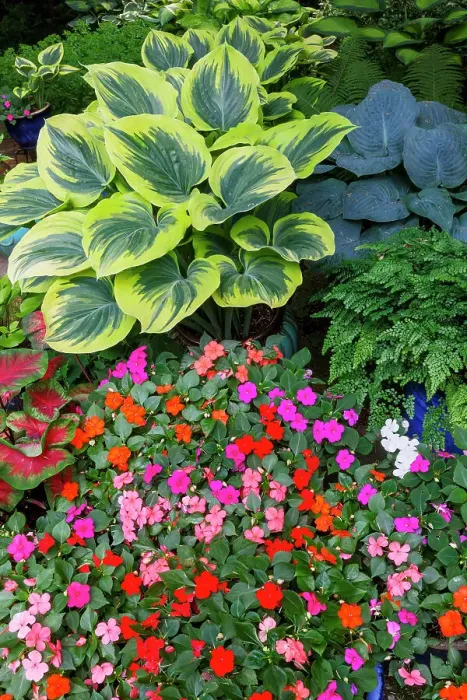 Framed Print : USA, Washington State, Sammamish. Garden in springtime colors with hosta liberty growing in large pots along with Impatiens and caladium