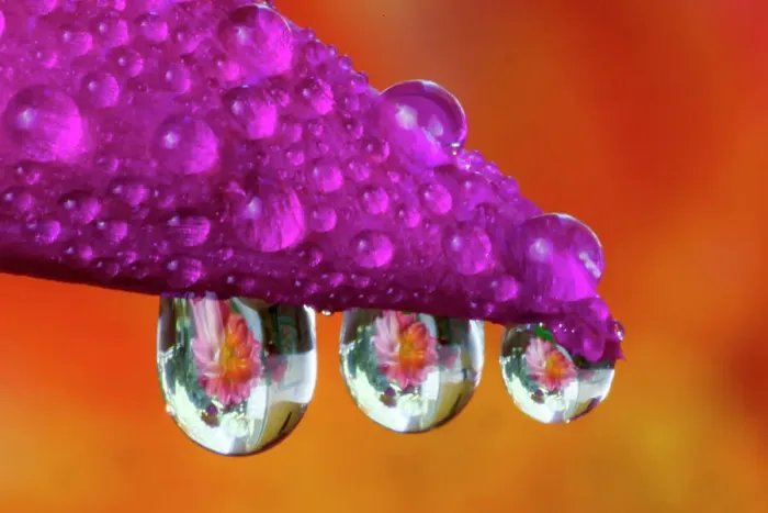 Framed Print : USA, Washington State, Sammamish. Dewdrops reflecting dahlia flower with dewdrops hanging off Christmas cactus Framed Print : USA, Washington State, Sammamish. Dewdrops reflecting dahlia flower with dewdrops hanging off Christmas cactus