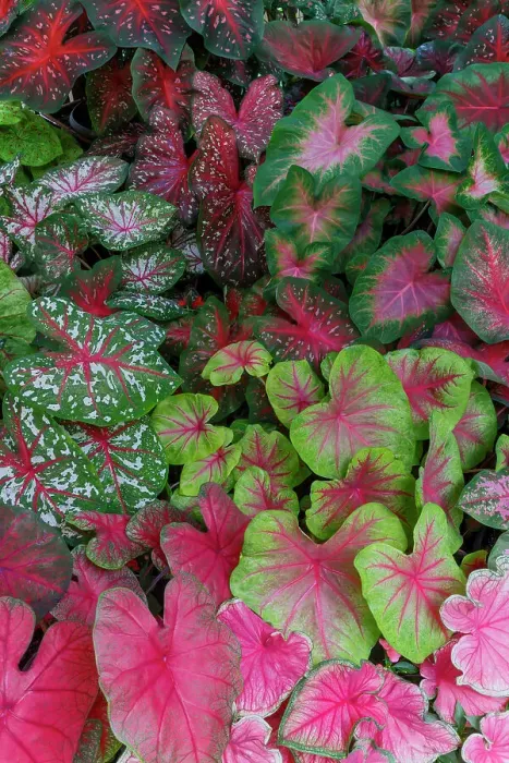 Framed Print : USA, Washington State, Sammamish. Tropical caladium leafed plants on deck in mass plantings