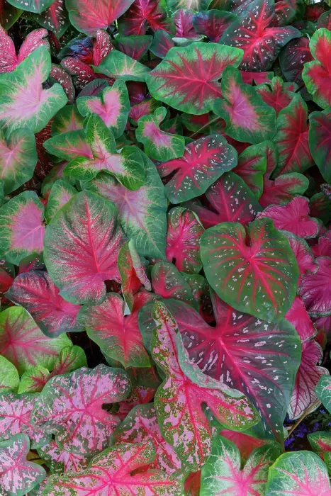 Framed Print : USA, Washington State, Sammamish. Tropical caladium leafed plants on deck in mass plantings