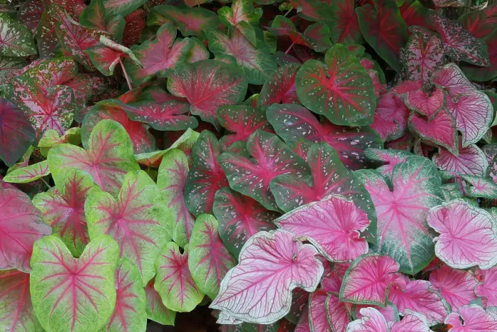 Framed Print : USA, Washington State, Sammamish. Tropical caladium leafed plants on deck in mass plantings