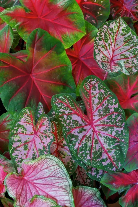 Framed Print : USA, Washington State, Sammamish. Tropical caladium leafed plants on deck in mass plantings