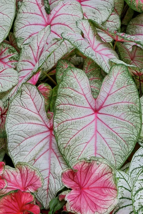 Framed Print : USA, Washington State, Sammamish. Tropical caladium leafed plants on deck in mass plantings Framed Print : USA, Washington State, Sammamish. Tropical caladium leafed plants on deck in mass plantings