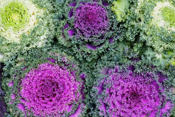 Framed Print : USA, Washington State, Sammamish. Ornamental kale cabbage Framed Print : USA, Washington State, Sammamish. Ornamental kale cabbage