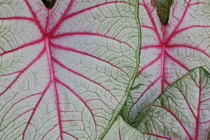 Framed Print : USA, Washington State, Sammamish. Tropical caladium leafed plants on deck in mass plantings
