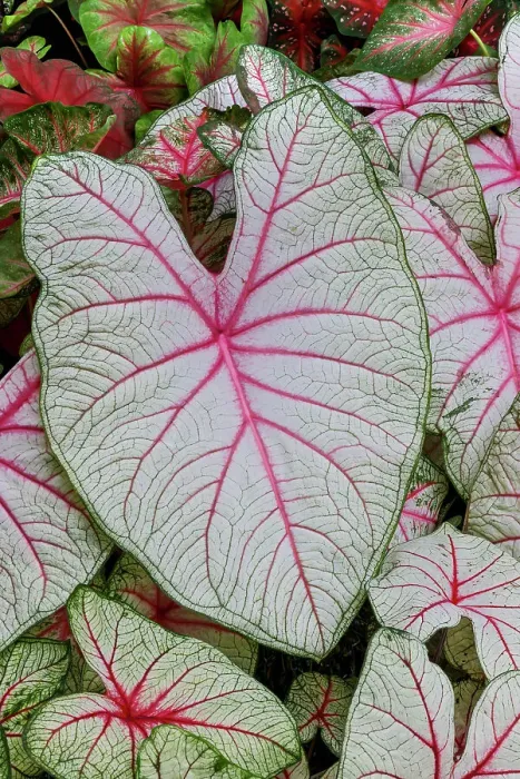 Framed Print : USA, Washington State, Sammamish. Tropical caladium leafed plants on deck in mass plantings Framed Print : USA, Washington State, Sammamish. Tropical caladium leafed plants on deck in mass plantings