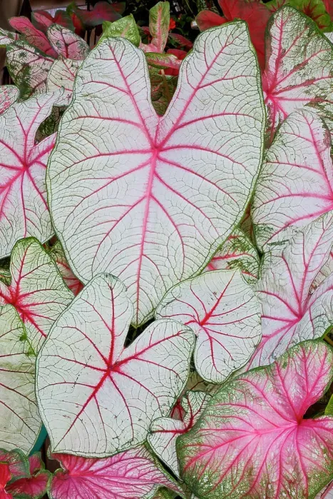 Framed Print : USA, Washington State, Sammamish. Tropical caladium leafed plants on deck in mass plantings