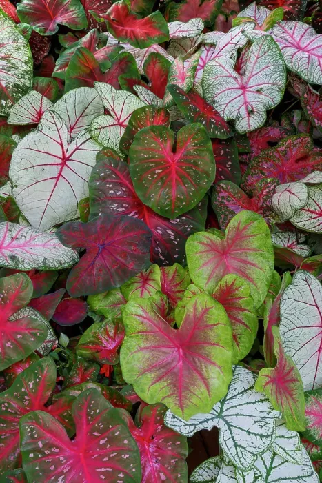 Framed Print : USA, Washington State, Sammamish. Tropical caladium leafed plants on deck in mass plantings