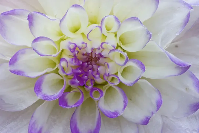 Framed Print : USA, Washington State, Sammamish. Dahlia flower close-up of petals Framed Print : USA, Washington State, Sammamish. Dahlia flower close-up of petals