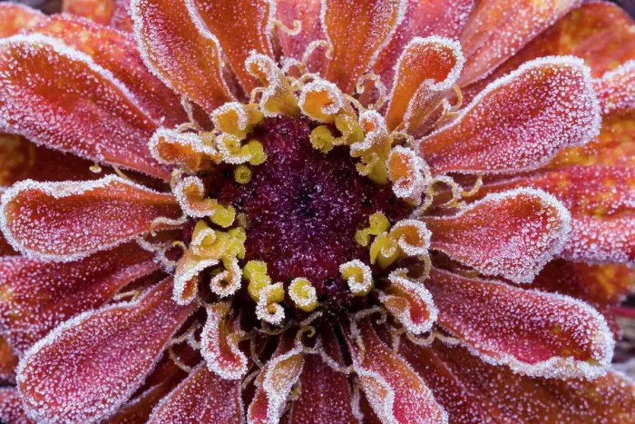 Framed Print : USA, Washington State, Sammamish. Frost on orange zinnia Framed Print : USA, Washington State, Sammamish. Frost on orange zinnia