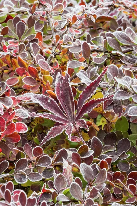 Framed Print : USA, Washington State, Sammamish. Autumn colors on frosted barberry and fallen Japanese maple Leaf Framed Print : USA, Washington State, Sammamish. Autumn colors on frosted barberry and fallen Japanese maple Leaf