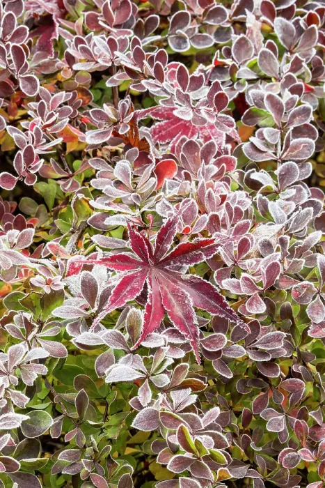 Framed Print : USA, Washington State, Sammamish. Autumn colors on frosted barberry and fallen Japanese maple Leaf Framed Print : USA, Washington State, Sammamish. Autumn colors on frosted barberry and fallen Japanese maple Leaf