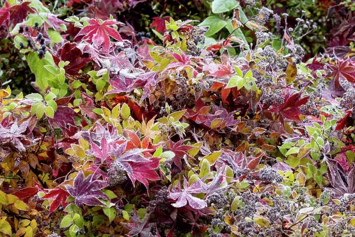 Framed Print : USA, Washington State, Sammamish. Autumn colors on frosted barberry and fallen Japanese maple Leaf