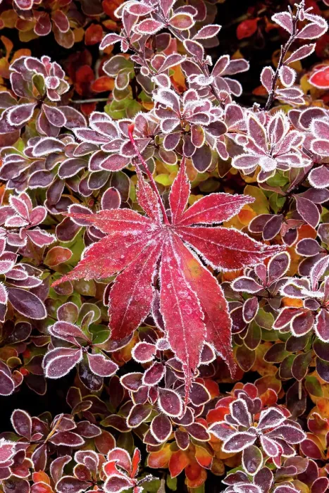 Framed Print : USA, Washington State, Sammamish. Autumn colors on frosted barberry and fallen Japanese maple Leaf Framed Print : USA, Washington State, Sammamish. Autumn colors on frosted barberry and fallen Japanese maple Leaf
