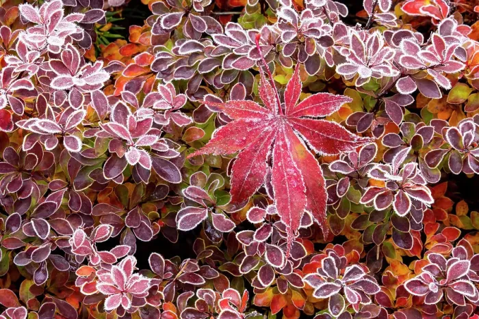 Framed Print : USA, Washington State, Sammamish. Autumn colors on frosted barberry and fallen Japanese maple Leaf