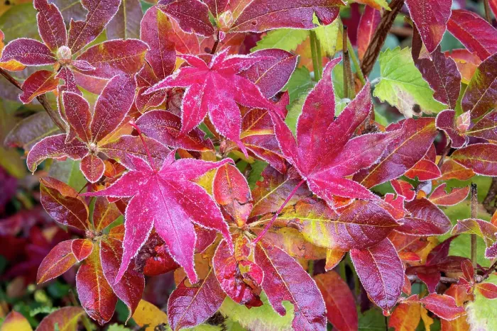 Framed Print : USA, Washington State, Sammamish. Autumn colors on frosted Japanese maple leaves on Azalea