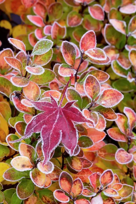 Framed Print : USA, Washington State, Sammamish. Autumn colors on frosted barberry and fallen Japanese maple Leaf Framed Print : USA, Washington State, Sammamish. Autumn colors on frosted barberry and fallen Japanese maple Leaf