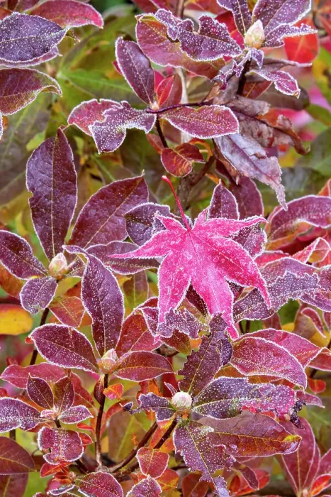 Framed Print : USA, Washington State, Sammamish. Autumn colors on frosted Japanese maple leaves on Azalea Framed Print : USA, Washington State, Sammamish. Autumn colors on frosted Japanese maple leaves on Azalea