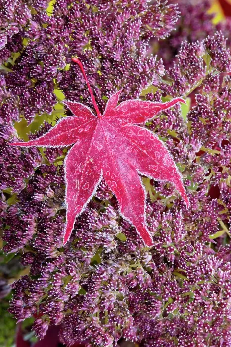 Framed Print : USA, Washington State, Sammamish. Autumn colors on frosted Japanese maple leaf and Autumn Joy Sedum