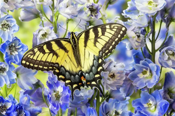 Framed Print : USA, Washington State, Sammamish. Eastern tiger swallowtail buttery on blue flowering delphinium Framed Print : USA, Washington State, Sammamish. Eastern tiger swallowtail buttery on blue flowering delphinium