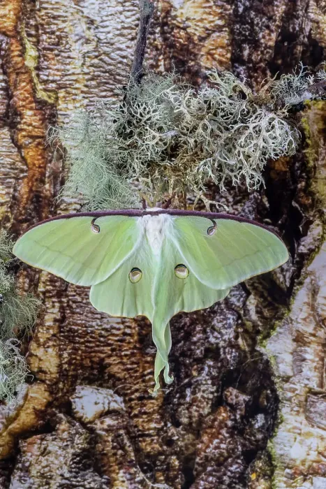 Framed Print : USA, Washington State, Sammamish. Luna silk moth lime green with long tail on hind wings