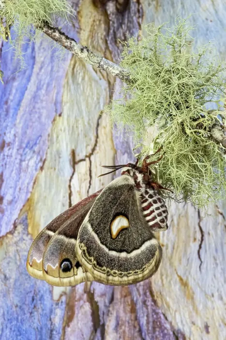 Framed Print : USA, Washington State, Sammamish. Columbia silk moth on lichen branch