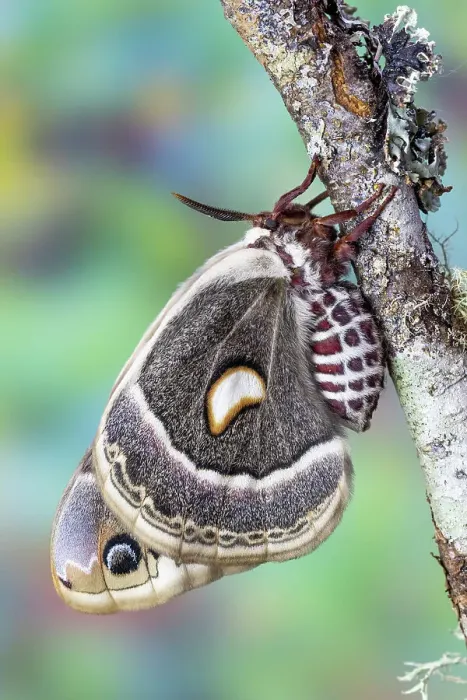 Framed Print : USA, Washington State, Sammamish. Columbia silk moth on lichen branch Framed Print : USA, Washington State, Sammamish. Columbia silk moth on lichen branch