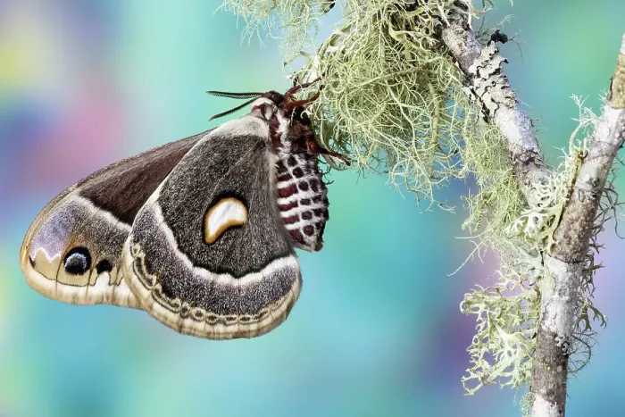 Framed Print : USA, Washington State, Sammamish. Columbia silk moth on lichen branch Framed Print : USA, Washington State, Sammamish. Columbia silk moth on lichen branch