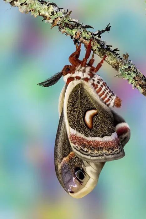 Framed Print : USA, Washington State, Sammamish. Red robin silk moth Framed Print : USA, Washington State, Sammamish. Red robin silk moth
