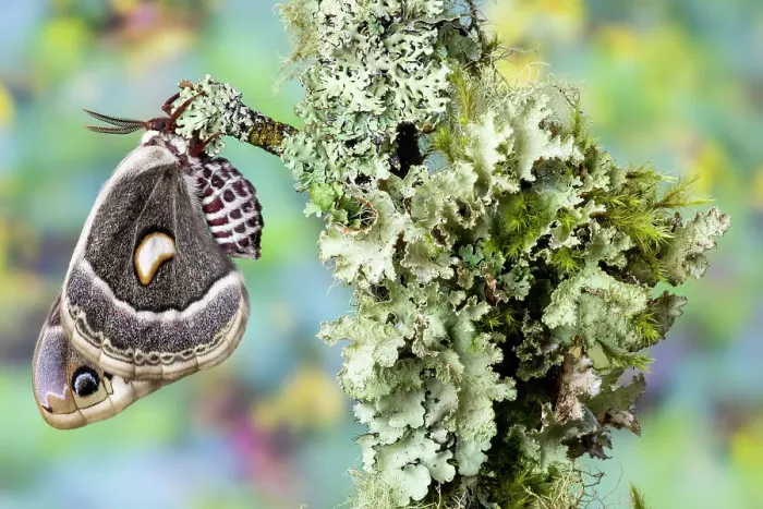 Framed Print : USA, Washington State, Sammamish. Columbia silk moth on lichen branch