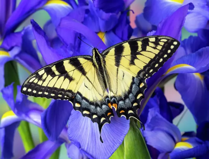 Framed Print : USA, Washington State, Sammamish. Eastern tiger swallowtail buttery