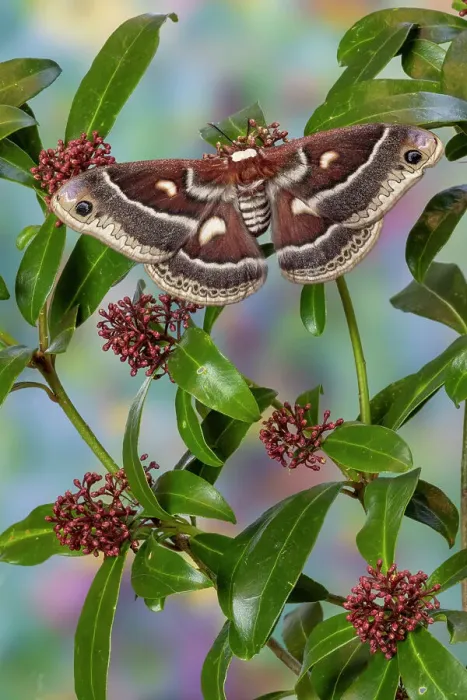 Framed Print : USA, Washington State, Sammamish. Silk moth, Hyalophora Columbia female with wings open Framed Print : USA, Washington State, Sammamish. Silk moth, Hyalophora Columbia female with wings open
